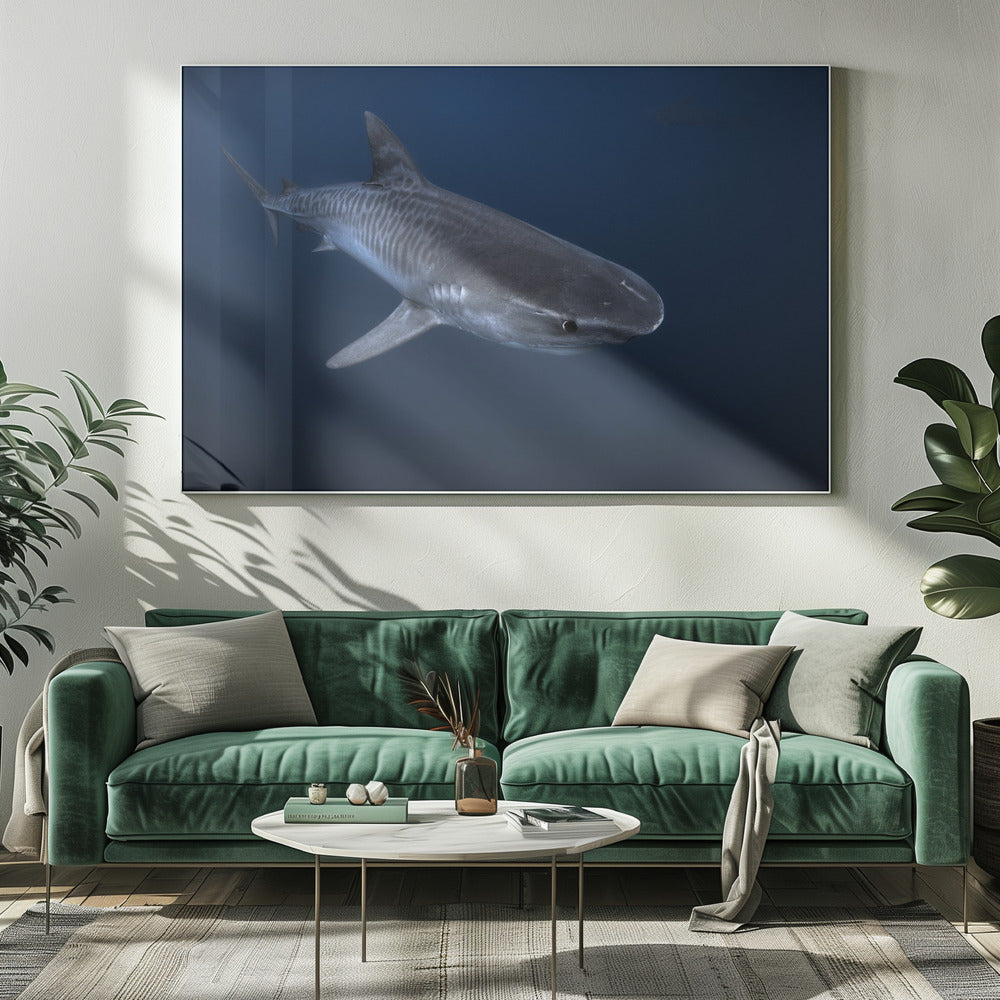 Tiger Shark Poster