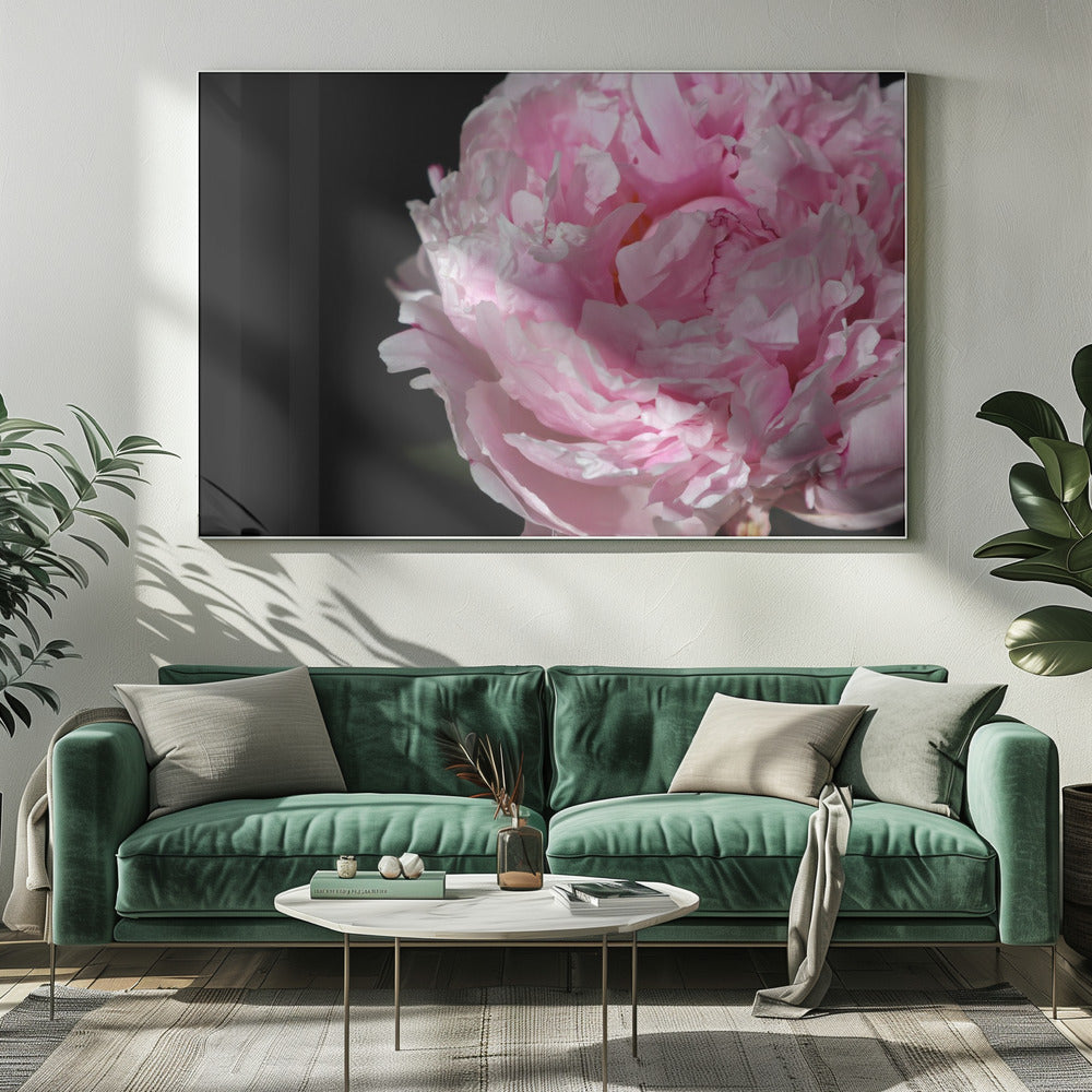 Pink peony IV Poster