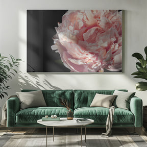 Blush peony IV Poster