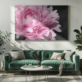 Pink peony VI Poster