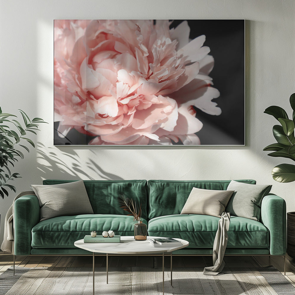 Blush peony VI Poster