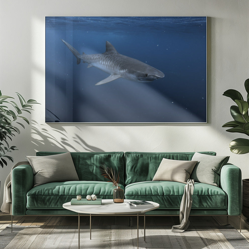 Tiger shark Poster