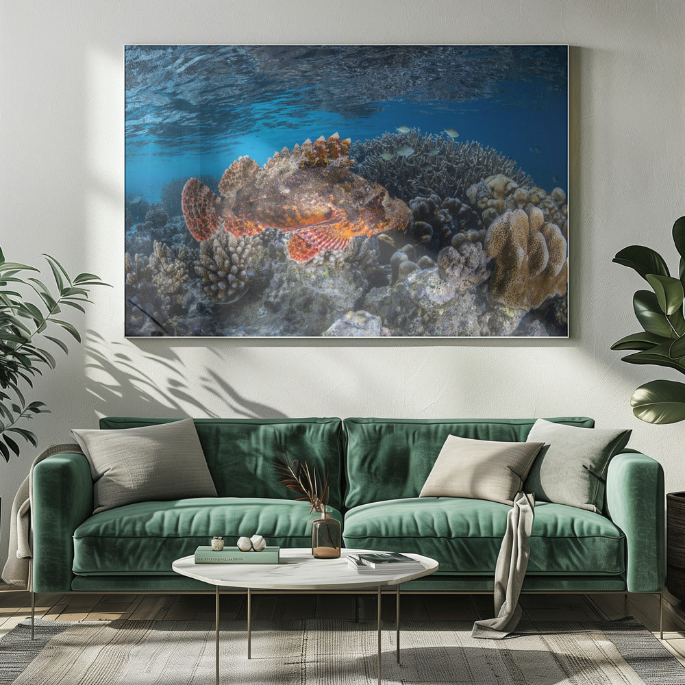 Tassled scorpionfish Poster