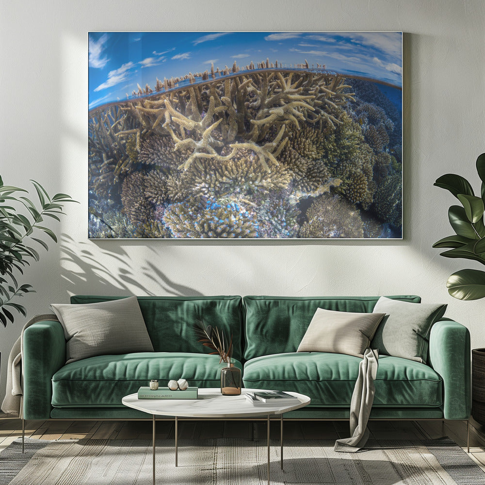 Split level with coral reef Poster