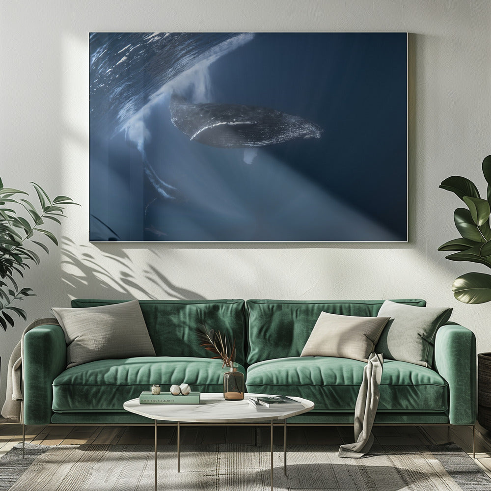 Humpback whale in active group Poster