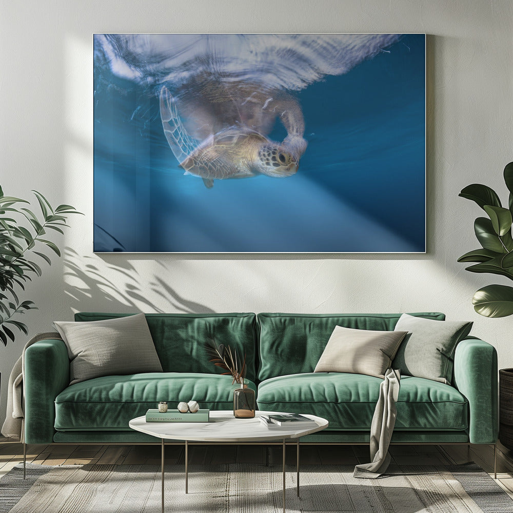 Swimming Green Turtle Poster