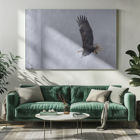 Bald Eagle in the Snow Poster