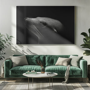 Sea Lion Poster