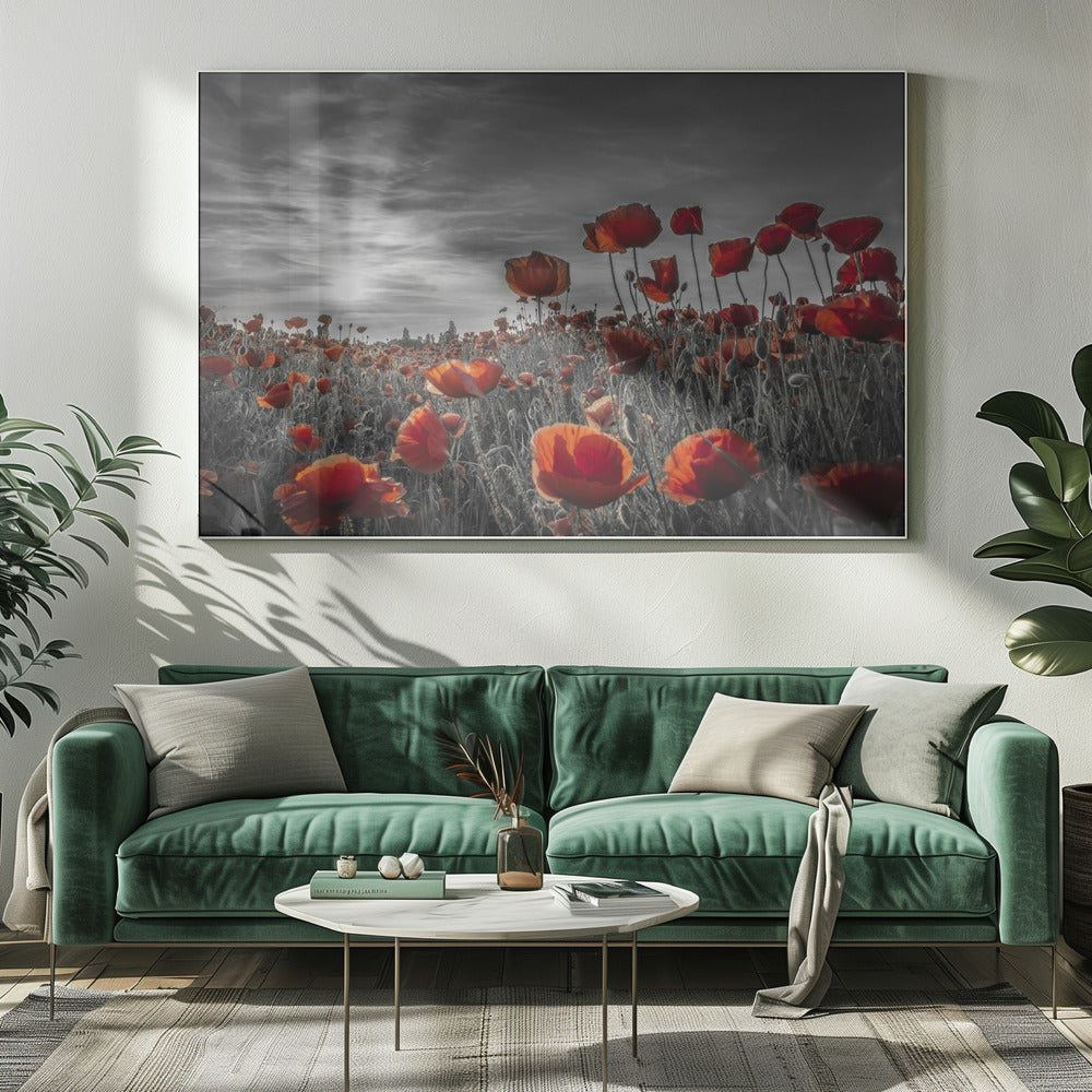 Poppies in the sunset | colorkey Poster