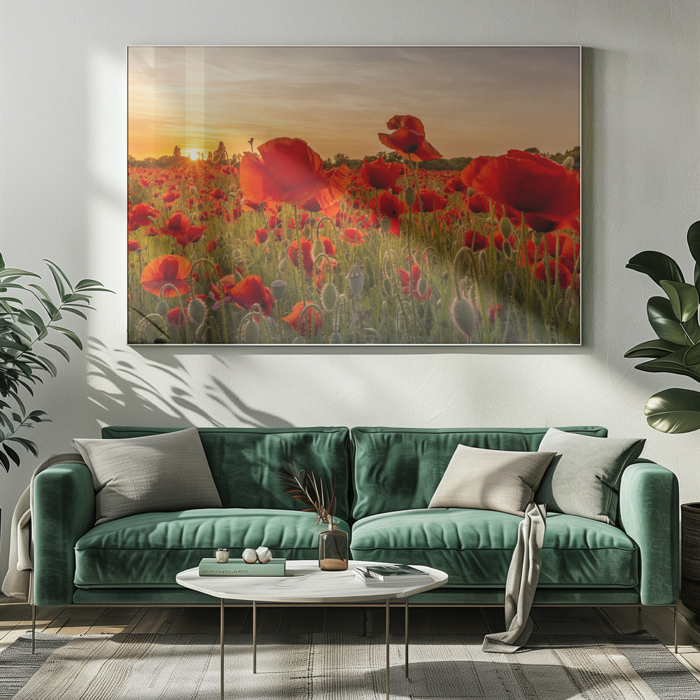 Setting sun in field of poppies | Panoramic Poster