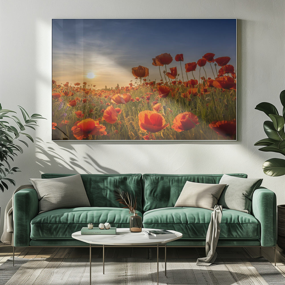 Poppies in the sunset Poster