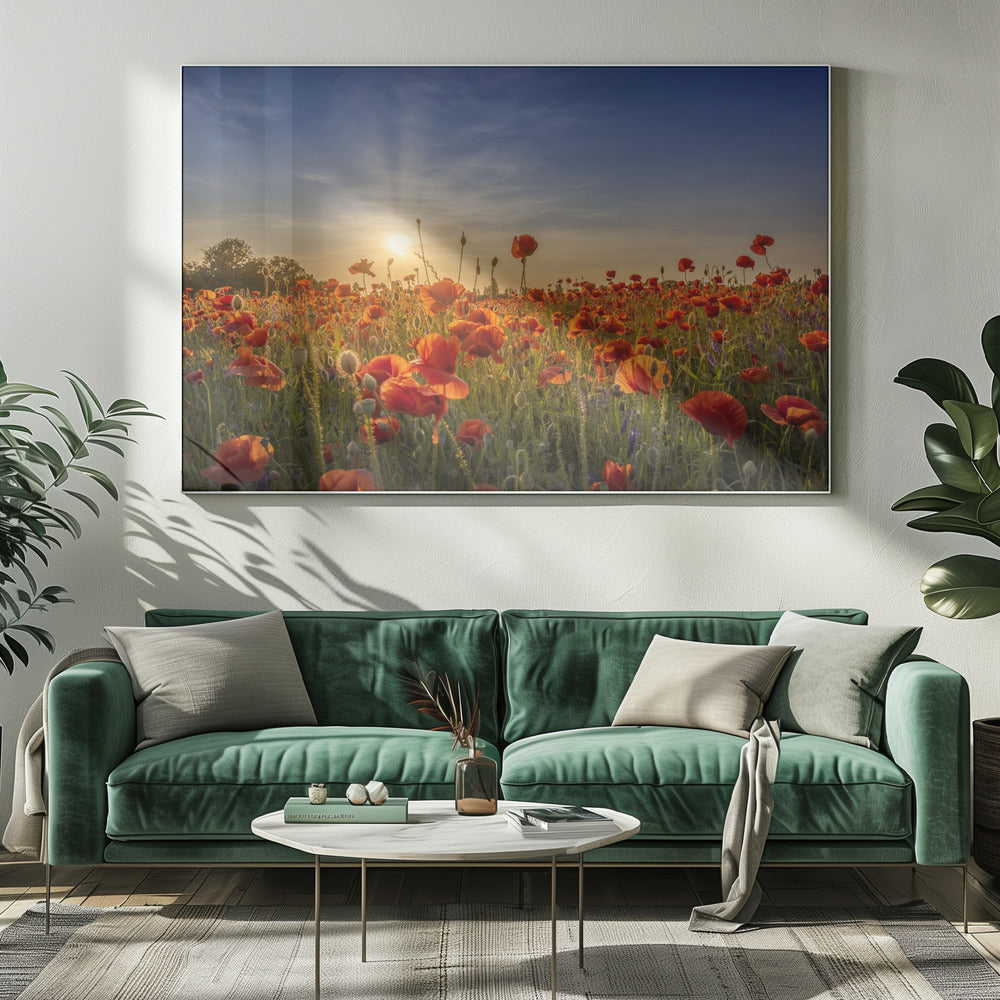 Poppy idyll in sunset Poster