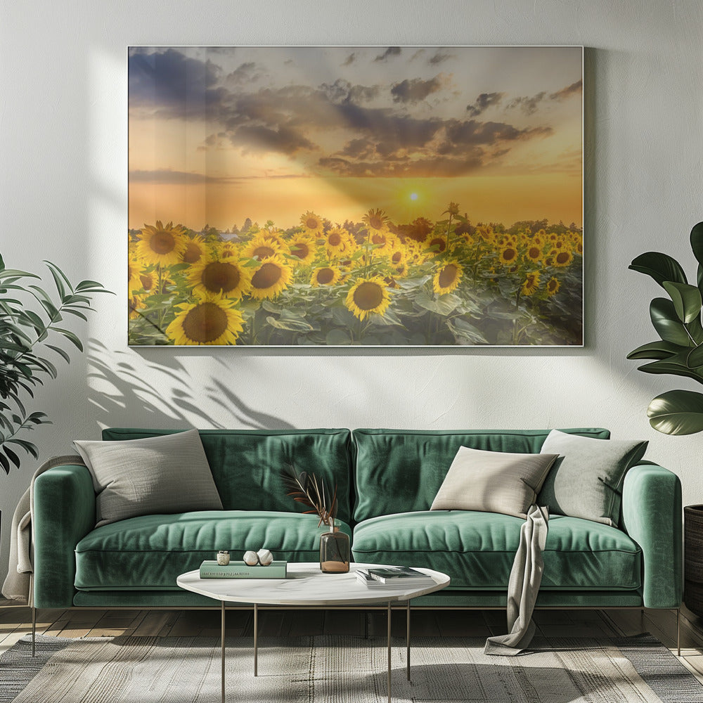 Sunflower field at sunset | Panoramic View Poster