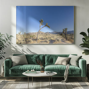 Joshua Tree National Park Impression Poster