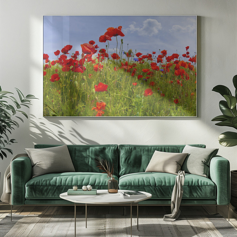 Field of Poppies | panoramic view Poster