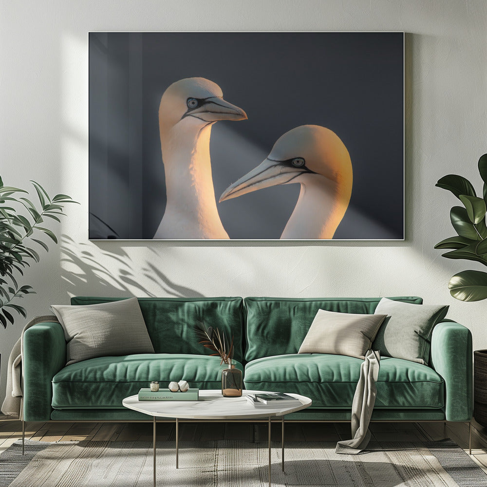 Northern gannet Poster