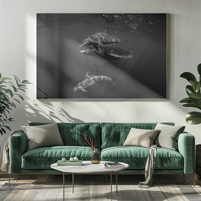 Dolphins with Black and whale Poster