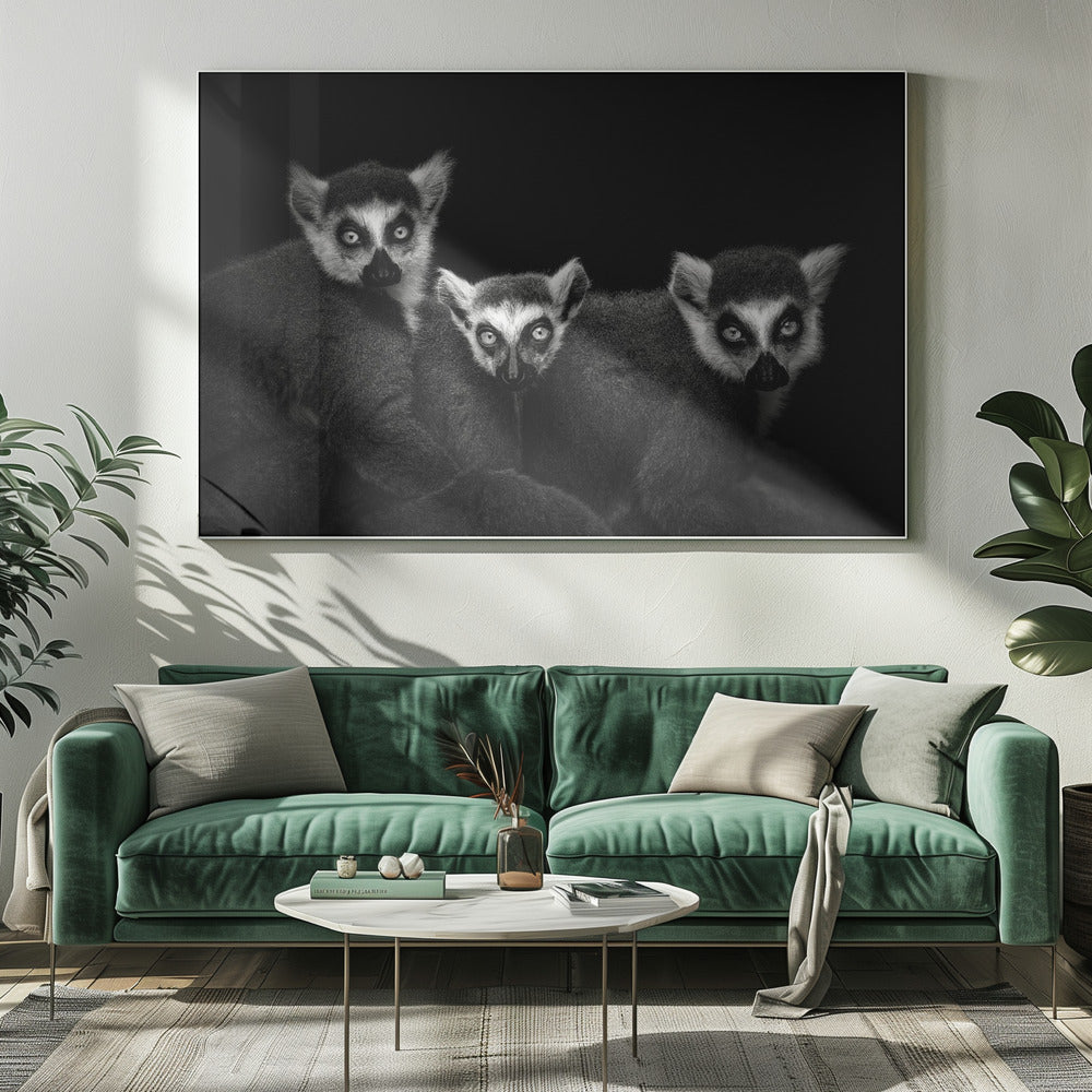 Lemur Trio Poster