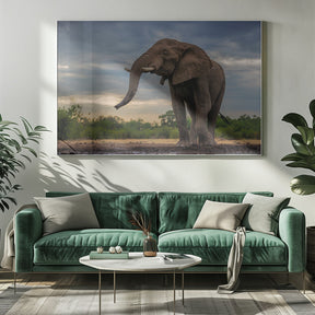 Elephant Drinking Poster