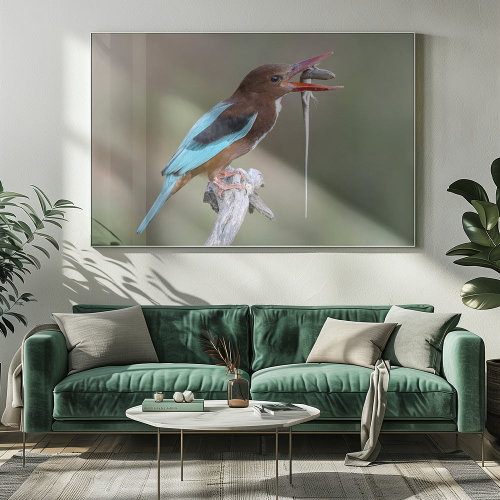 Kingfisher with catch Poster