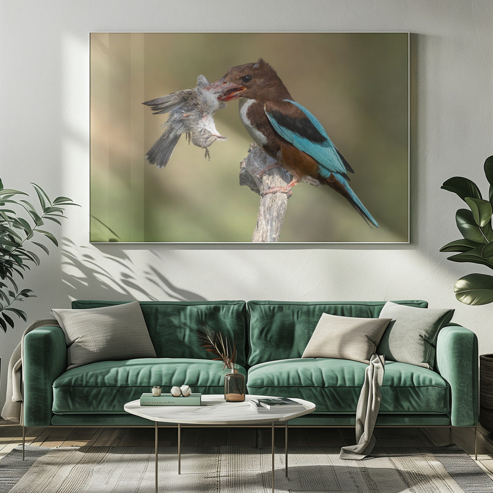 White-throated kingfisher catch Poster