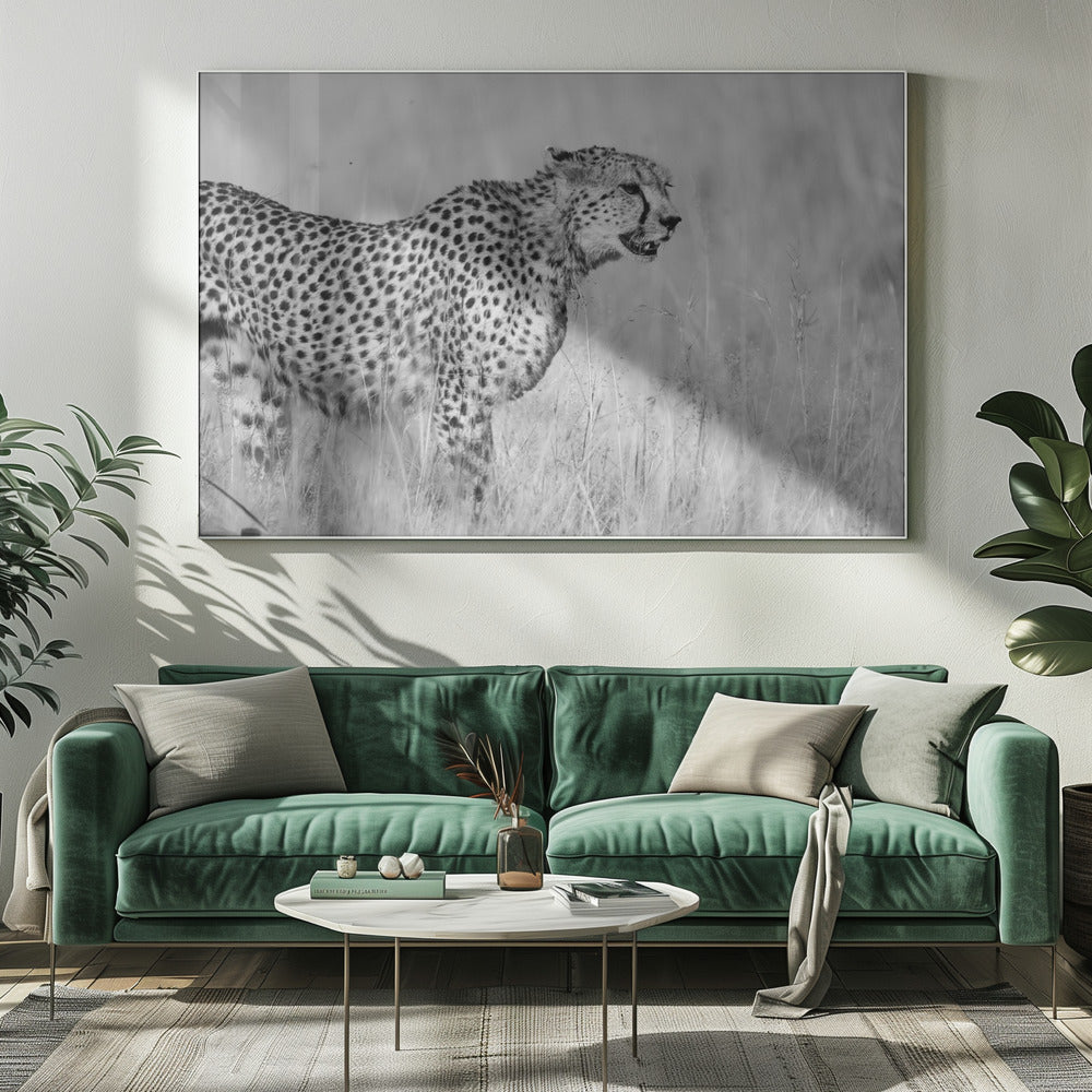 Side view of cheetah standing on field Poster