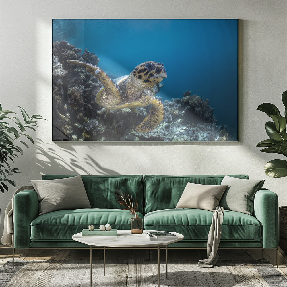 Hawksbill turtle Poster