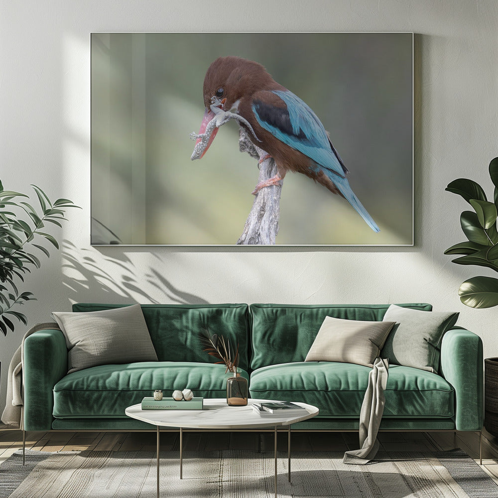 White-throated Kingfisher Poster