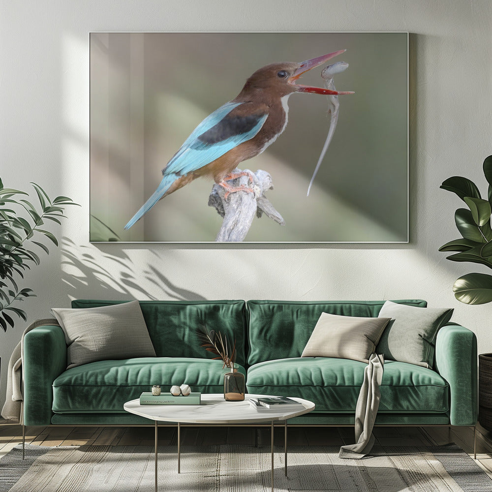 White-throated Kingfisher Poster