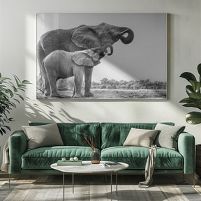 Elephant Drinking Poster