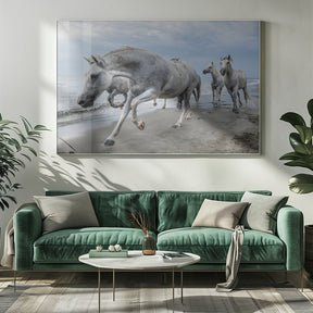 Camargue horses Poster