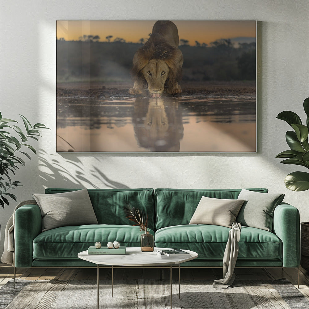 Lion Drinking at The Sunrise Poster