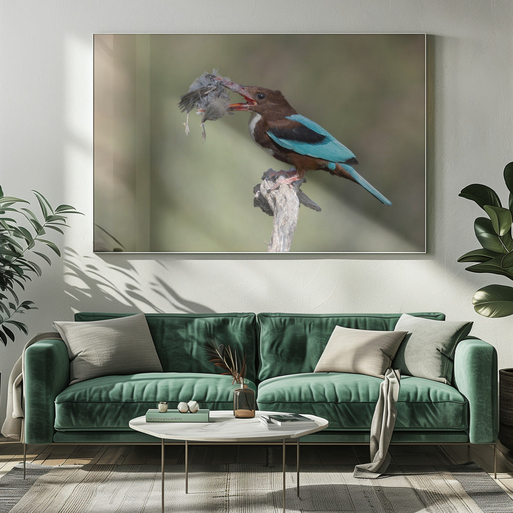 White-throated Kingfisher Poster