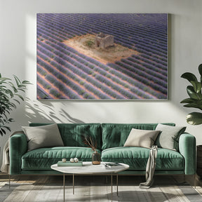 Lavender field from above Poster