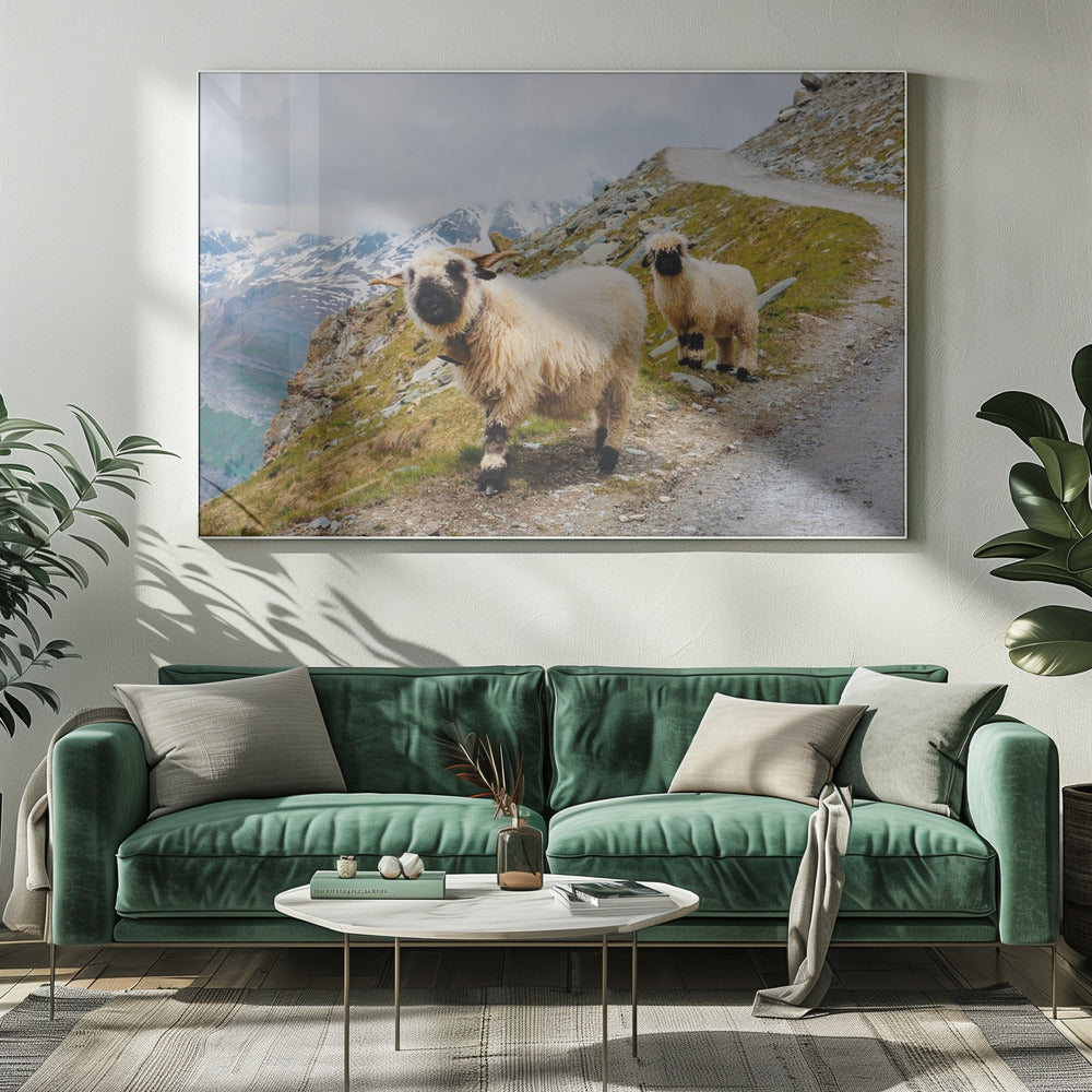 Sheep in the Swiss Alps Poster