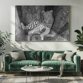 Leopard on A Tree Poster