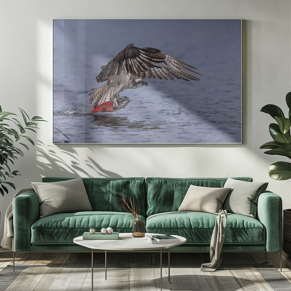 Osprey Chatching Kokanee Salmon Poster