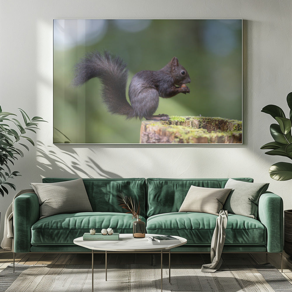 squirrel posing Poster