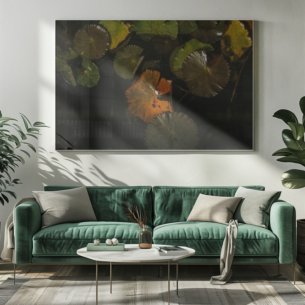 Lily Pads in Water Poster