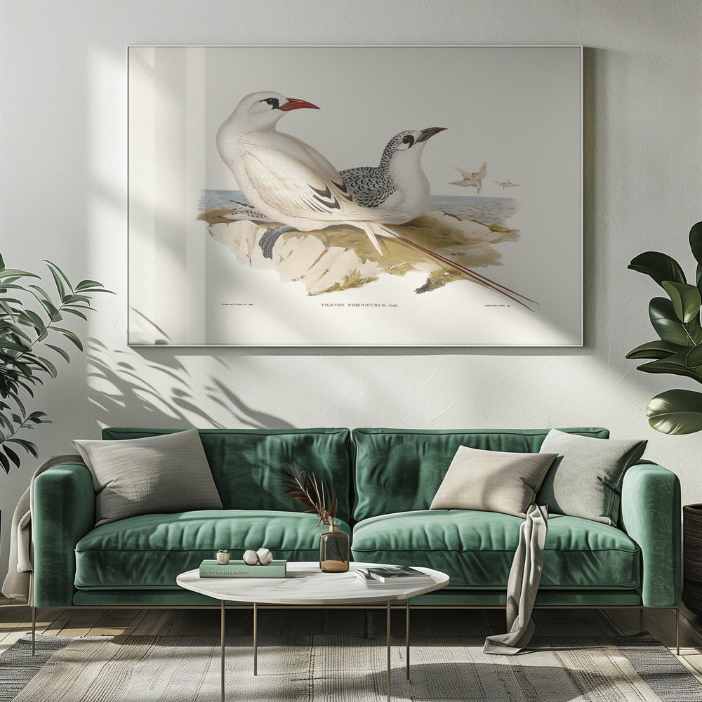 Red Tailed Tropic Bird Poster