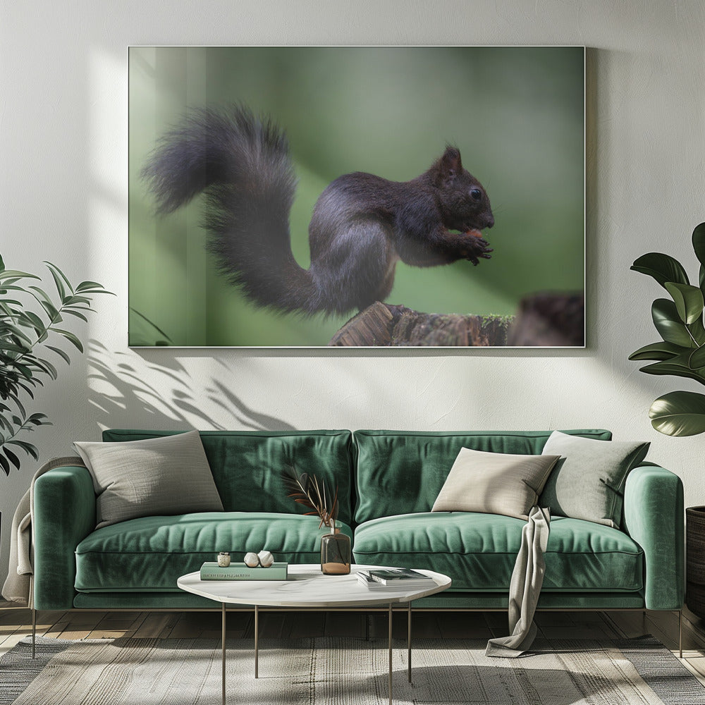 squirrel on wood with perfect pose Poster