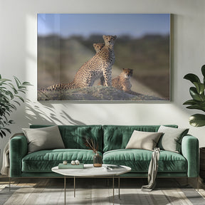 Cheetahs Family Poster