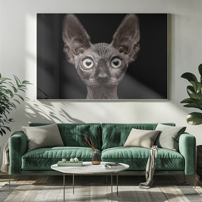 Sphynx Cat Poster