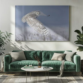 Snowy Owl Poster