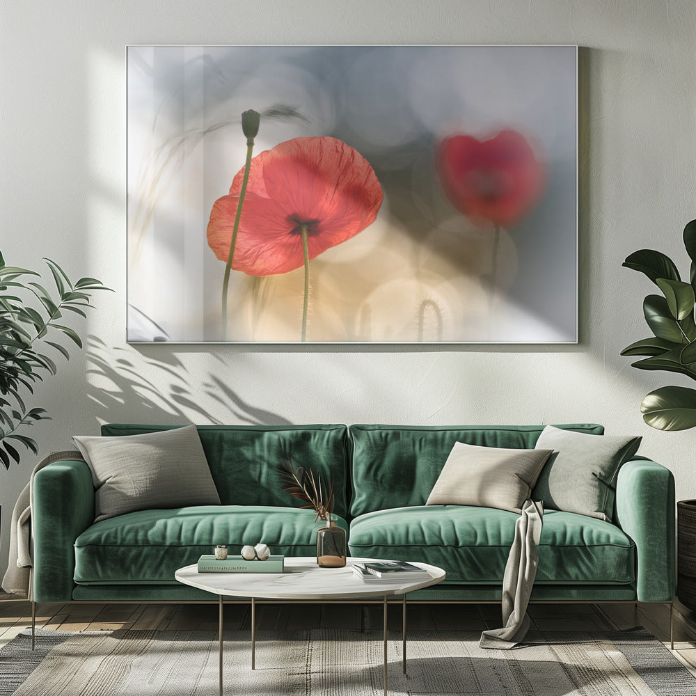 Morning Poppies Poster