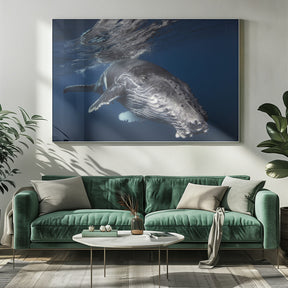 Humpback Whale Poster