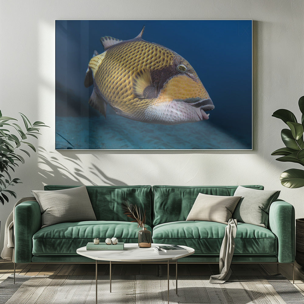 Triggerfish Poster