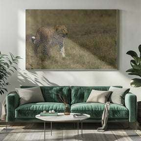 Leopard Poster