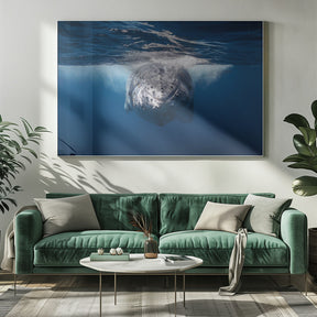 Face to face with Humpback whale Poster