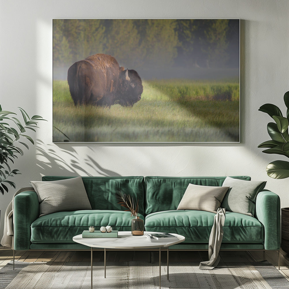 Bison in Morning Light Poster